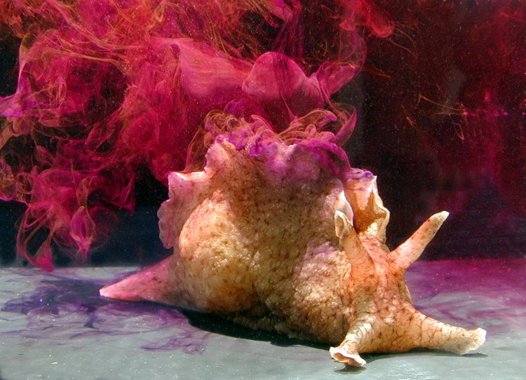 Say hello to the slimy end of cute: the Californian Sea Hare