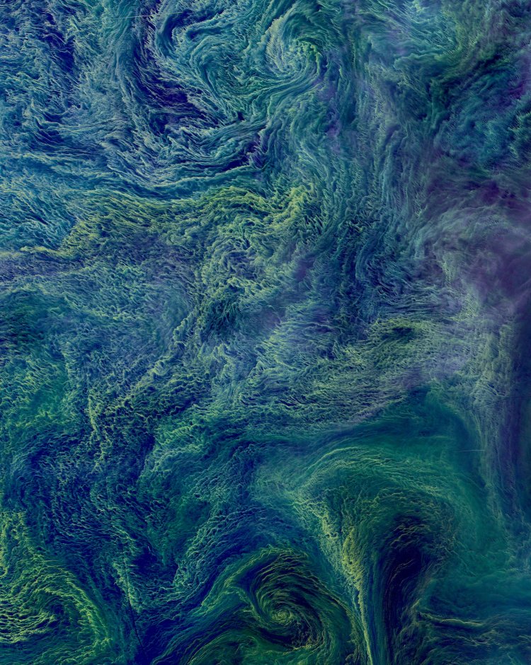 Grandscale Beauty: The Overview Effect: Cyanobacterial Bloom in the Baltic Sea