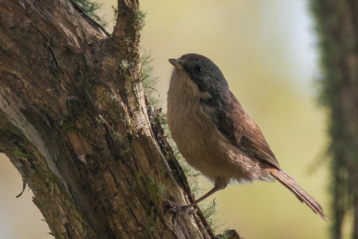 Brown creeper - Birds, Mana and Maori Culture