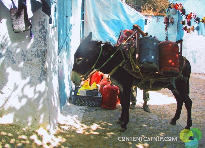 Donkey in Chefchaoen. Copyright © Content Catnip 2009 www.contentcatnip.com