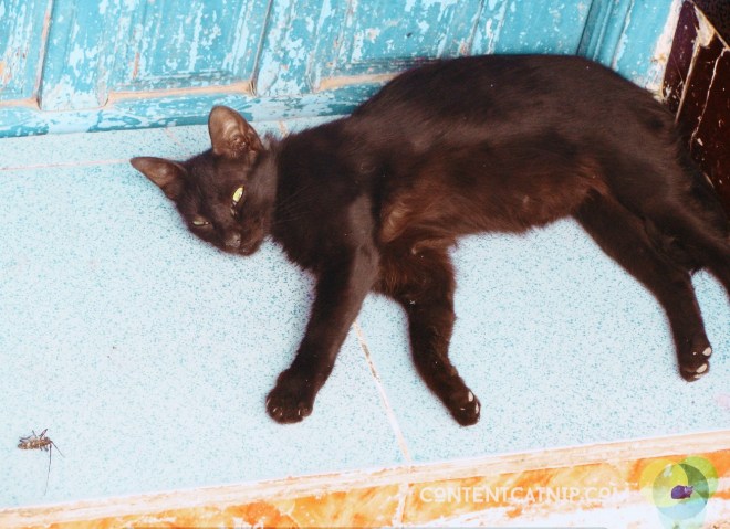 Cat in a doorway. Chefchaoen. Copyright © Content Catnip 2009 www.contentcatnip.com