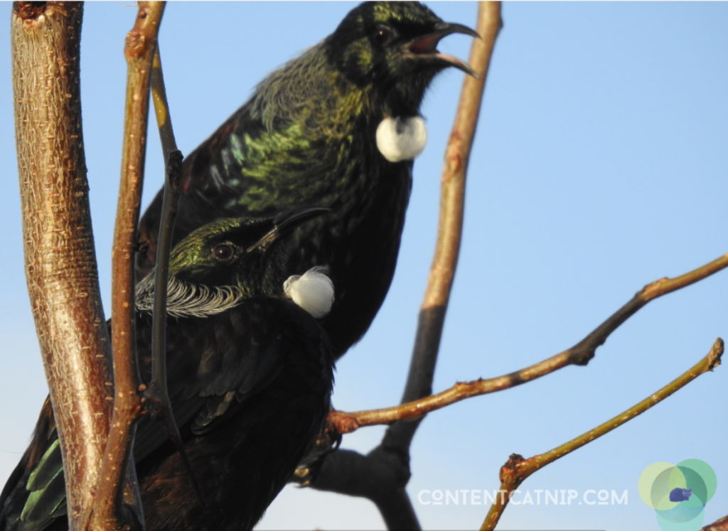 Behold the tui: seductive songstress of the shaky isles