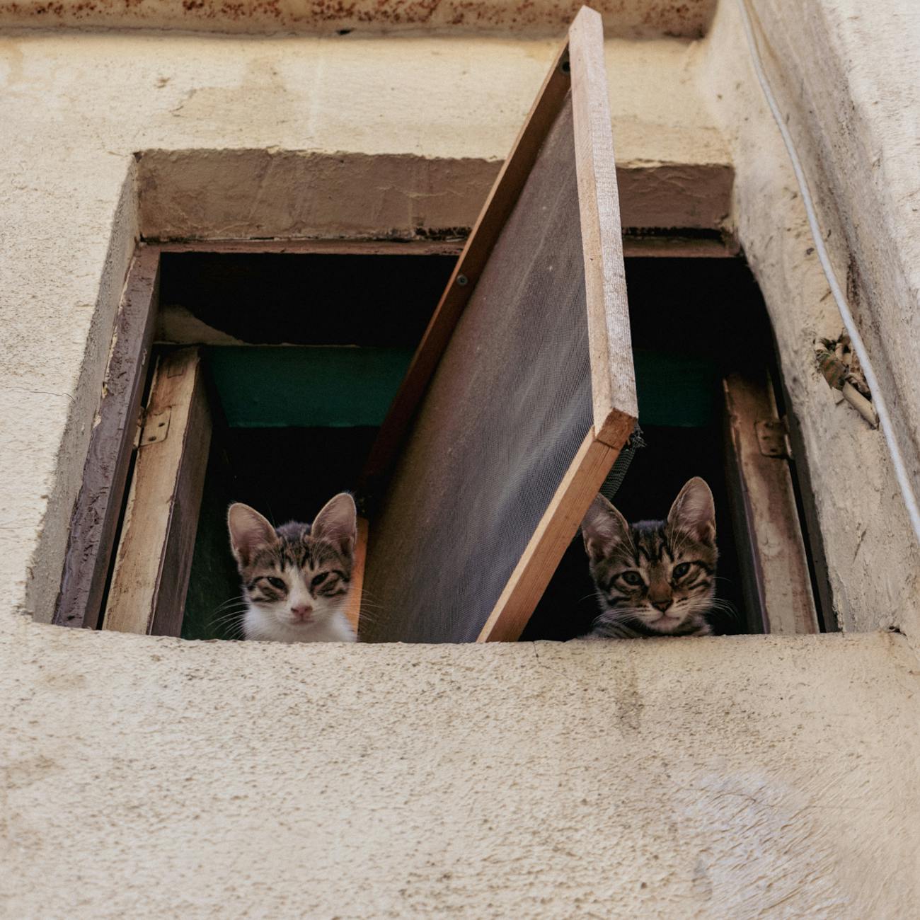 cute kittens looking from window