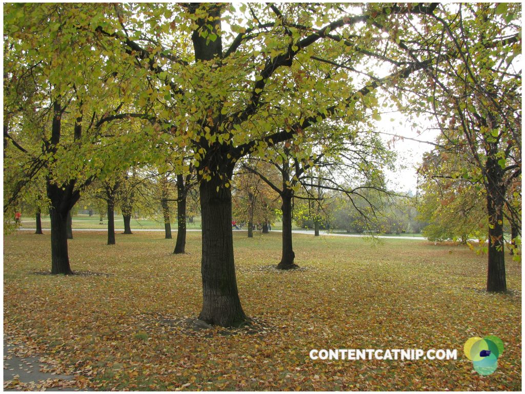 Trees turn amber gold and gentle green as Autumn comes into full swing in Prague. Copyright 2009 Content Catnip.