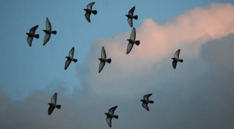 Ancient word of the day: Augury