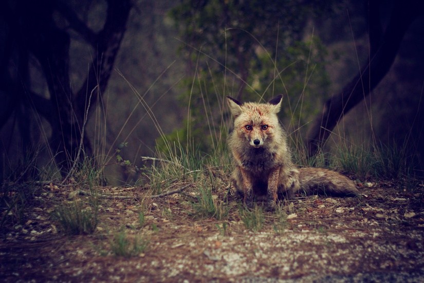 Artists & Writers in Their Own Words: Evaldas Azbukauskas AKA Giriu Dvasios fox in woods