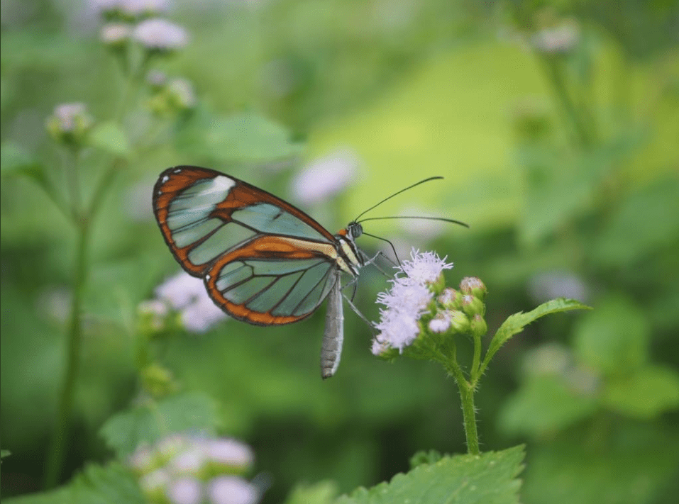 Comforting Thought: The miracle of memories butterfly