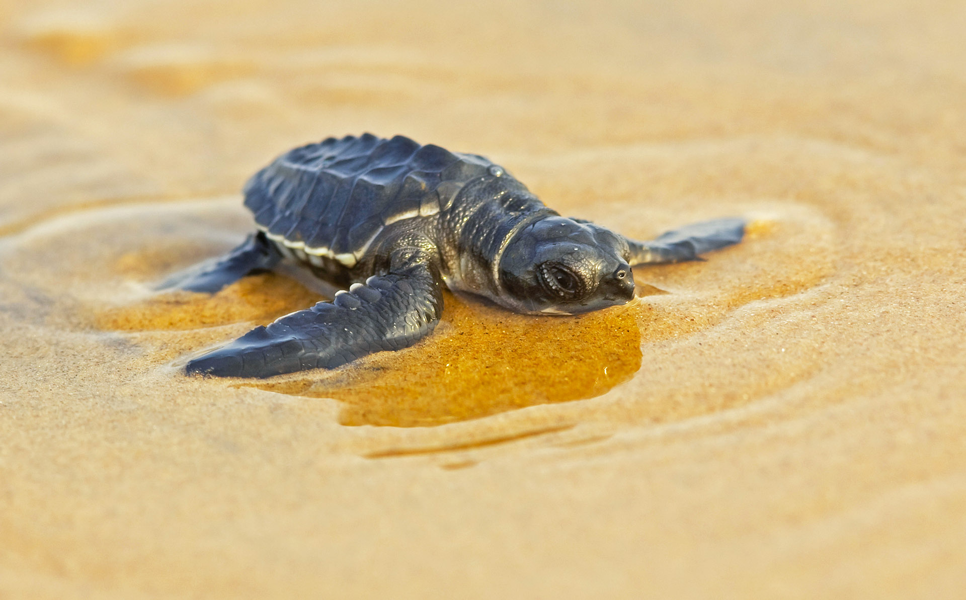 My new project: Palm Oil Detectives & Creatives for Cool Creatures