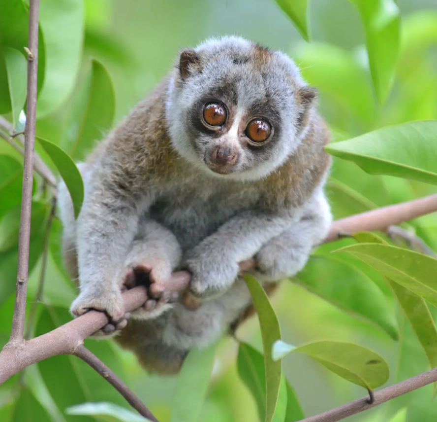 Bengal-Slow-Loris