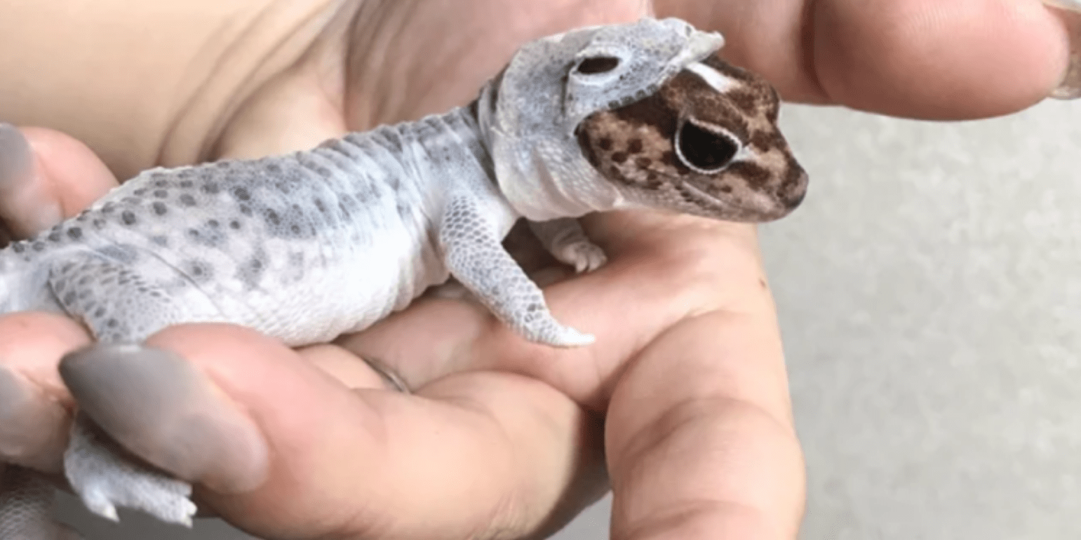 Tiny lizard shedding looks like he's ready for outer space