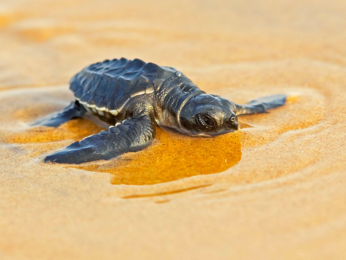 Ancient Word of the Day:&nbsp;Brumation