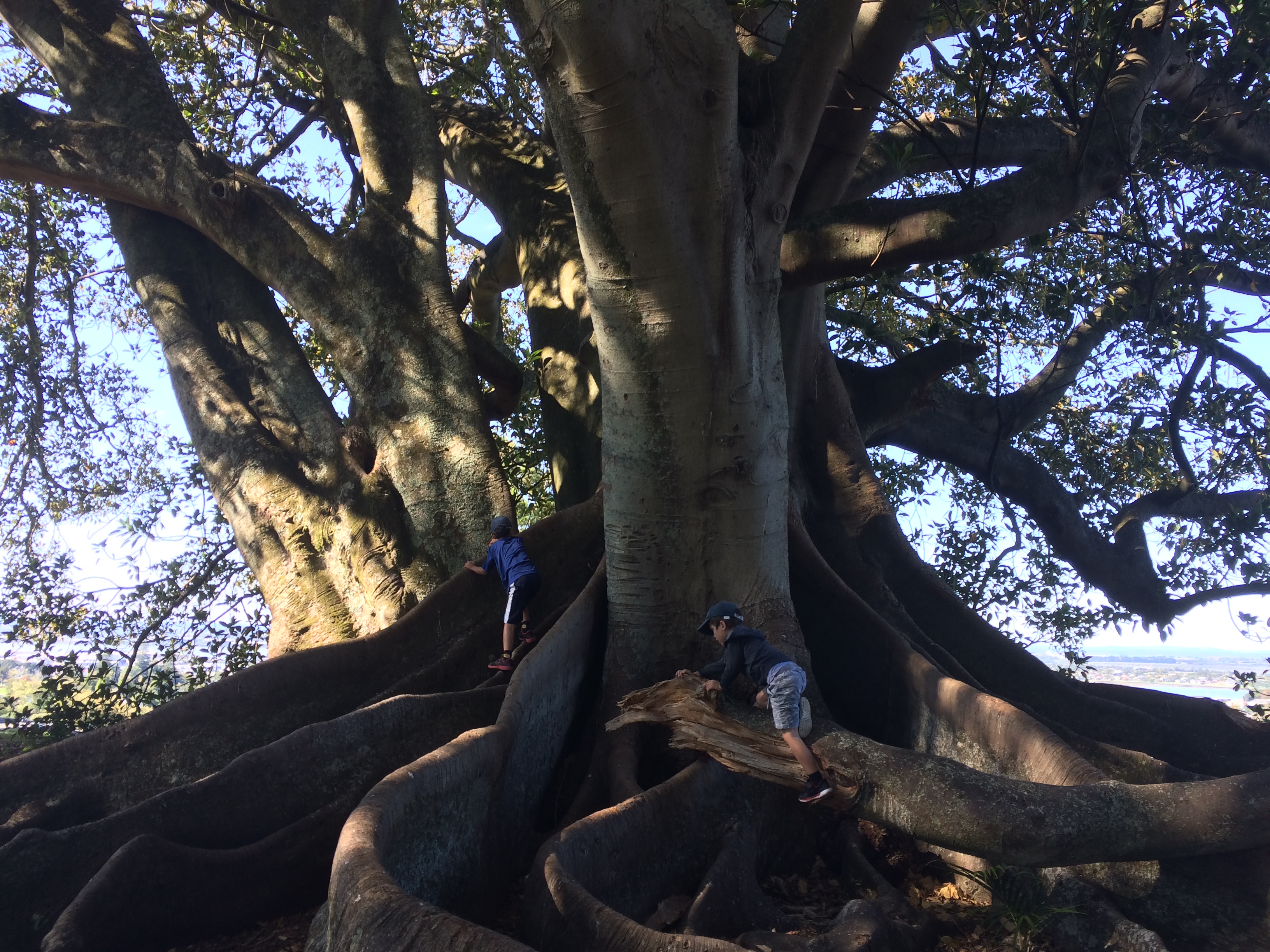 Monte Cecilia Park: My kids are just climbing the tree here. I am very attached to this particular tree, and I sometimes go there when I feel stuck creatively or in life. The tree listens and heals my heart 😊