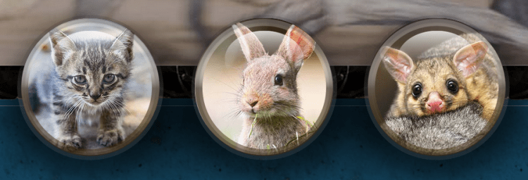 The Truth About Greyhounds Part 1: Greyhound Racing in Australia