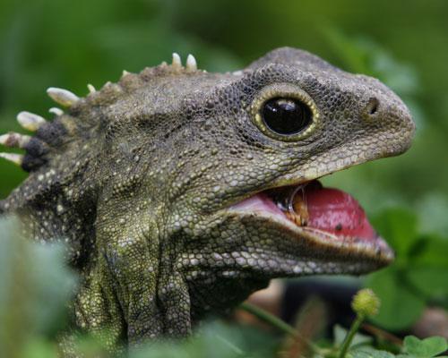 What New Zealand native species are you? Tuatara