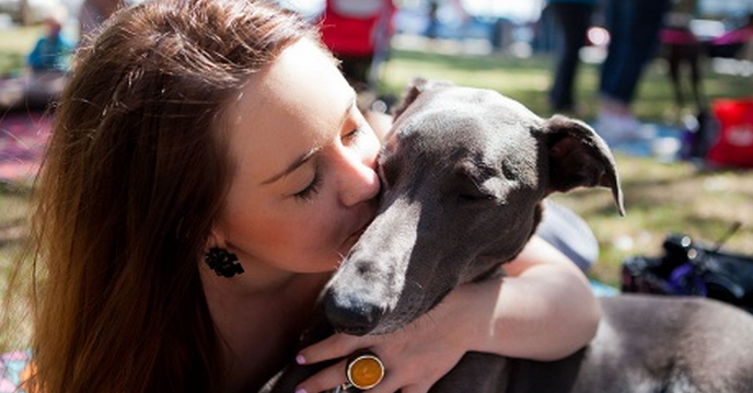 Seven Myths Dispelled About Greyhounds