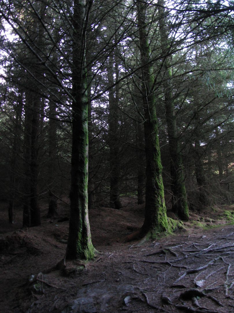 Among the Irish Faeries and Norse Gods