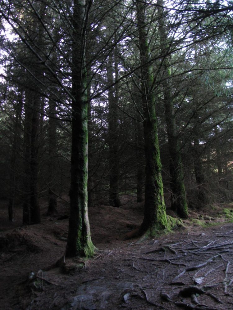 Among the Irish Faeries and Norse Gods