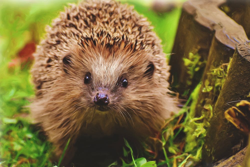 Ancient word of the day: hedgehog