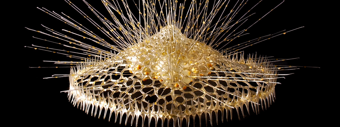 Exquisite Marine Invertebrates of the 19th Century http://wp.me/p41CQf-rWG