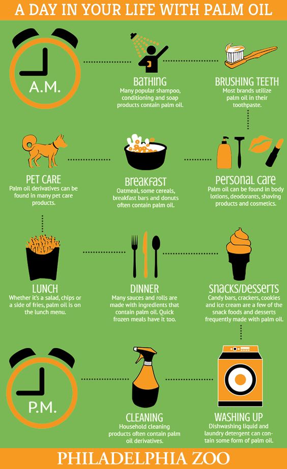 How you can help save the Critically Endangered Orangutans of Borneo