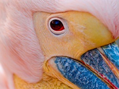 Ancient Word: The&nbsp;Umwelt