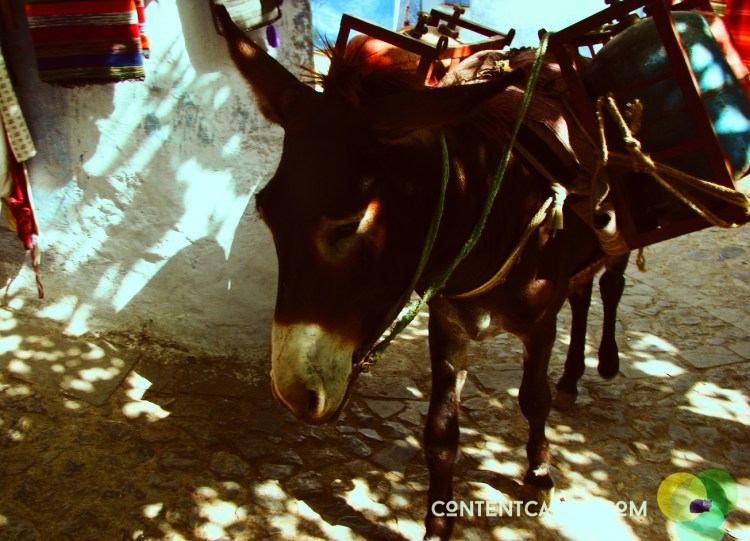 Donkey in Chefchaoen. Copyright © Content Catnip 2009 www.contentcatnip.com