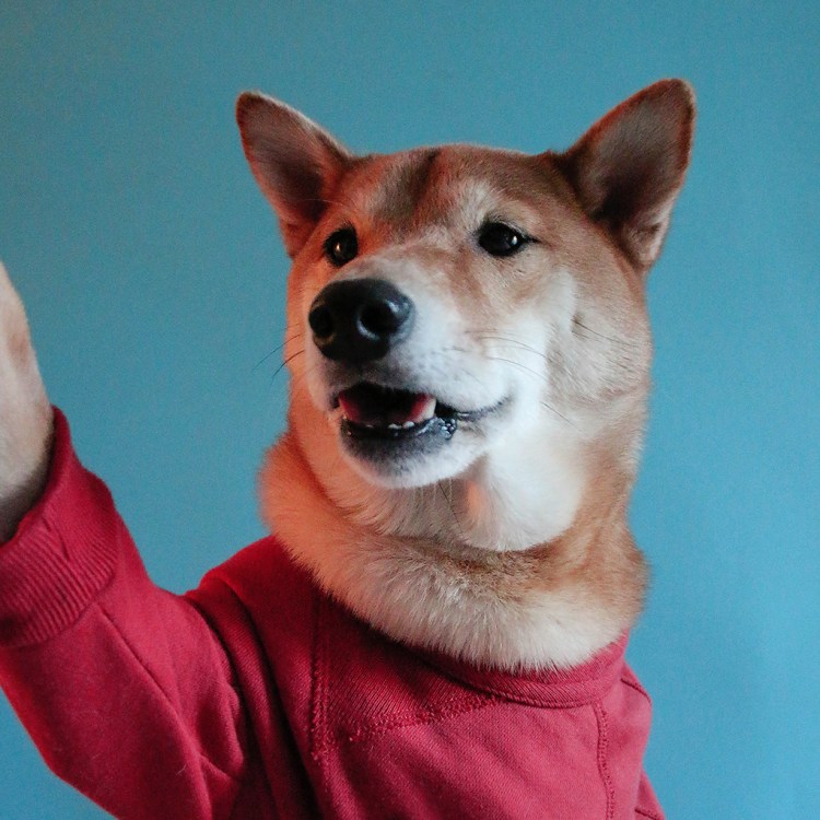 Menswear Dog Is Dripping With Badassery