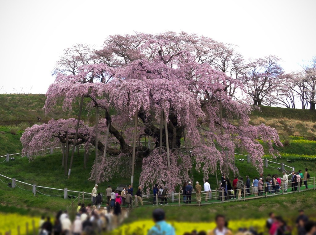 Miharu Cherry Blossoms - Jonelle Patrick 