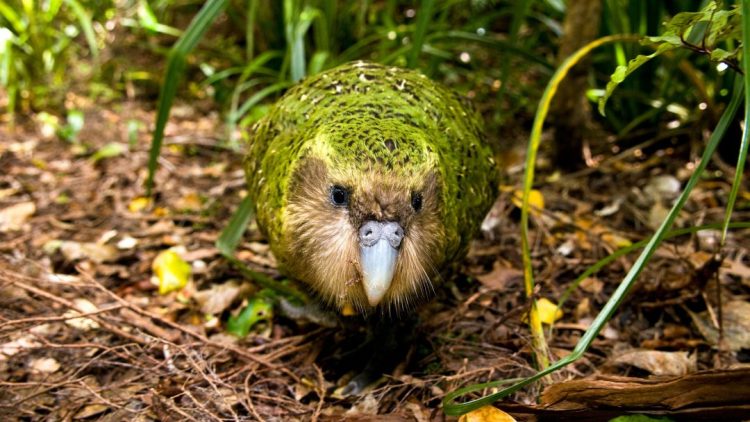 kakapo - morepork - Birds, Mana and Maori Culture