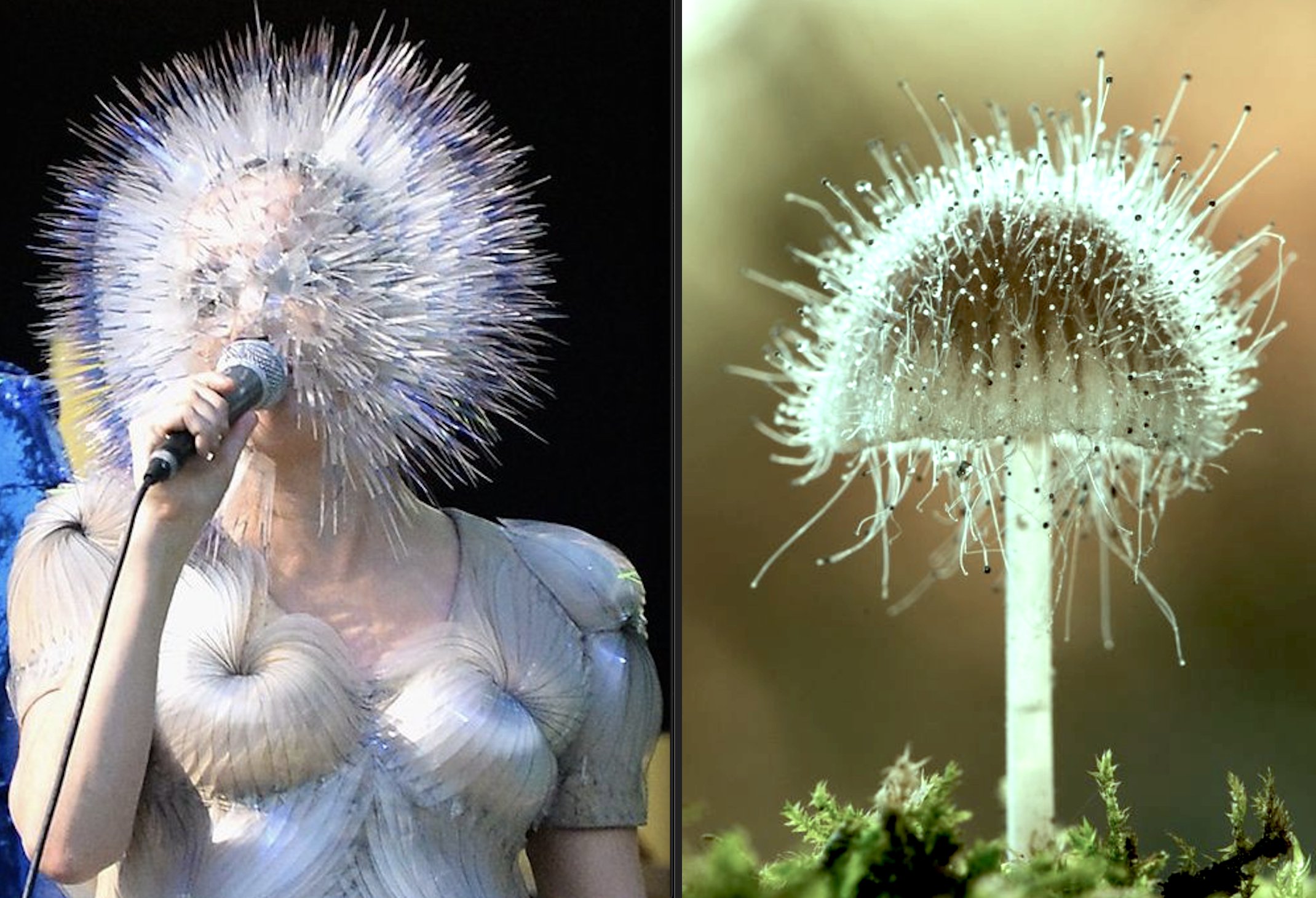 Björk as extravagant fungi