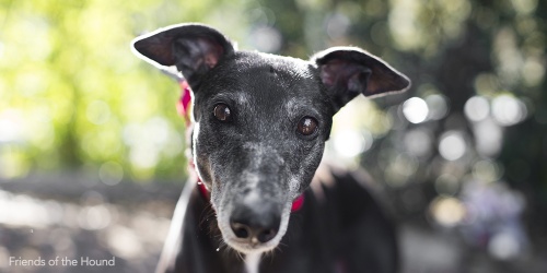 Seven Myths Dispelled About Greyhounds