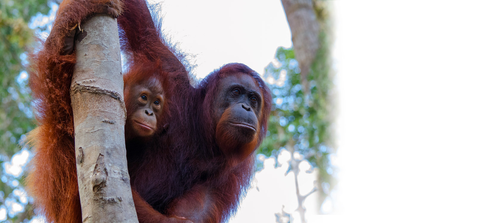 How you can help save the Critically Endangered Orangutans of Borneo