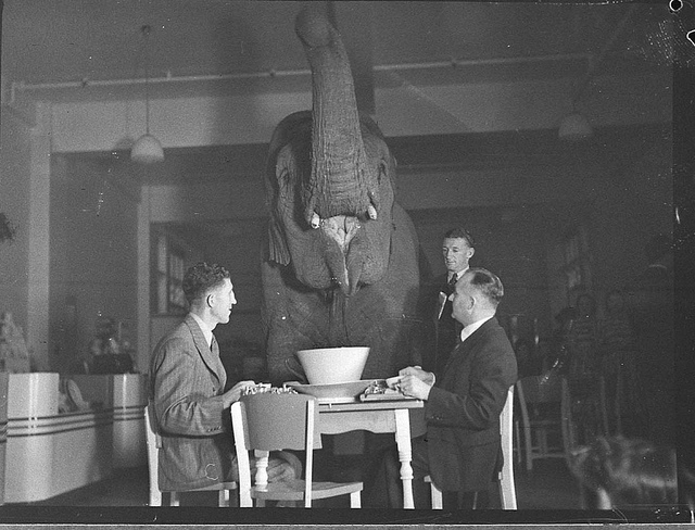 Every Picture Tells A Story: The Elephant in the Tea Room (1939)
