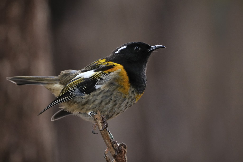 stitchbirds - Birds, Mana and Maori Culture