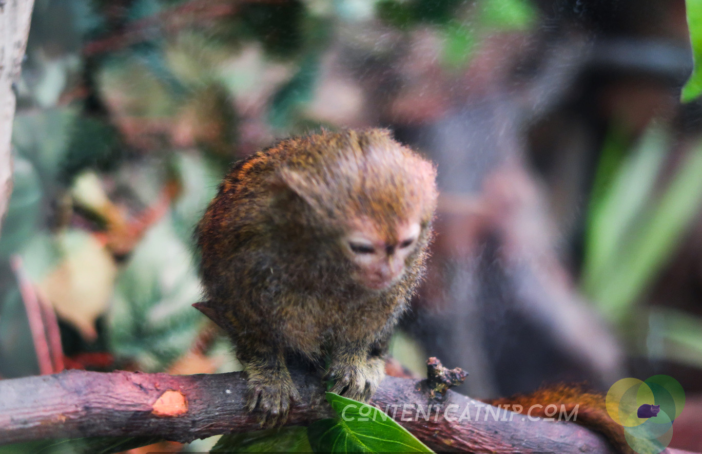 Pygmy marmoset. Warsaw Zoo Copyright Content Catnip 2019