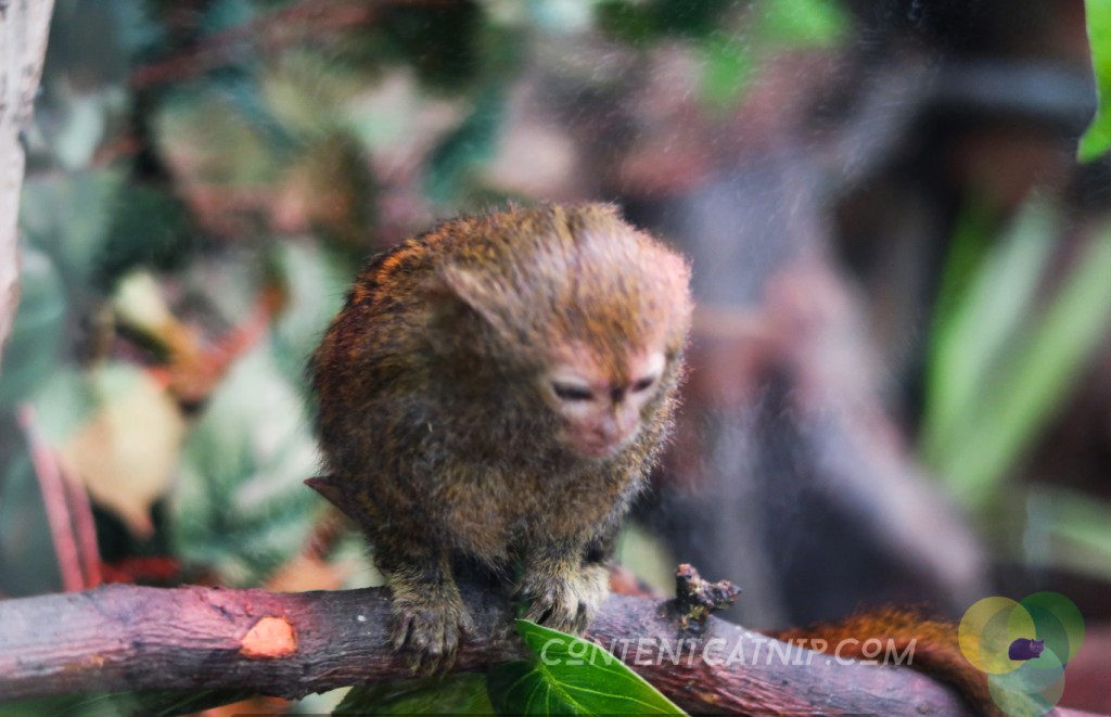Pygmy marmoset. Warsaw Zoo Copyright Content Catnip 2019