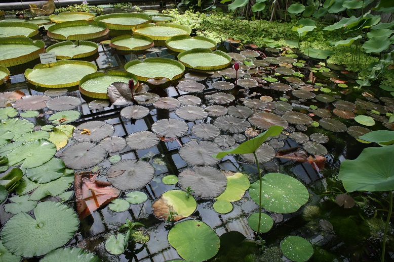 The Enchanted Ogrod of Kraków