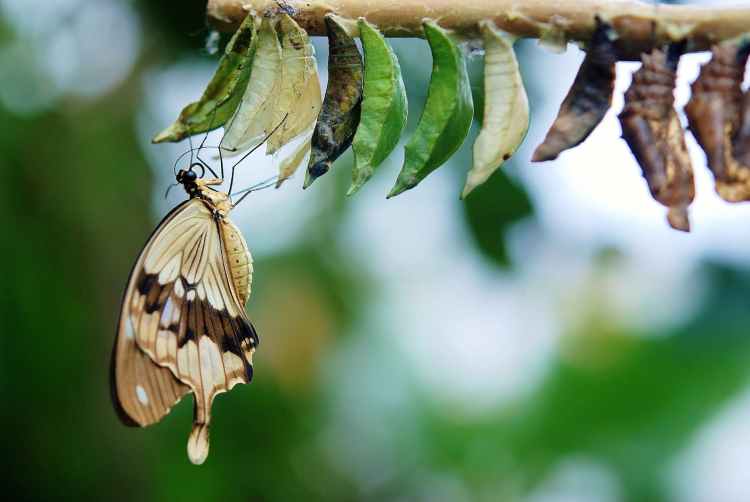 Vladimir Nabokov on butterflies and timelessness