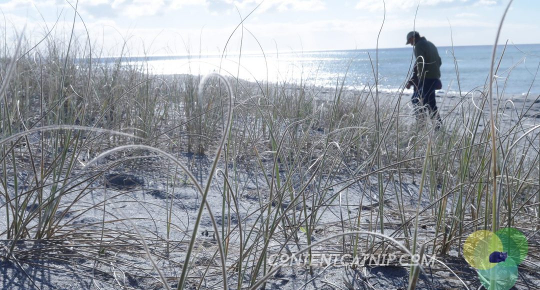 A roadtrip through the Bay of Plenty and Eastern Cape of the North Island