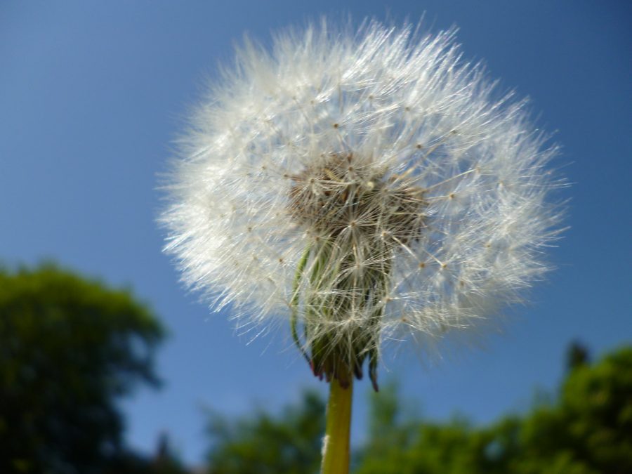 Travel: Walks along the Water of Leith, Edinburgh