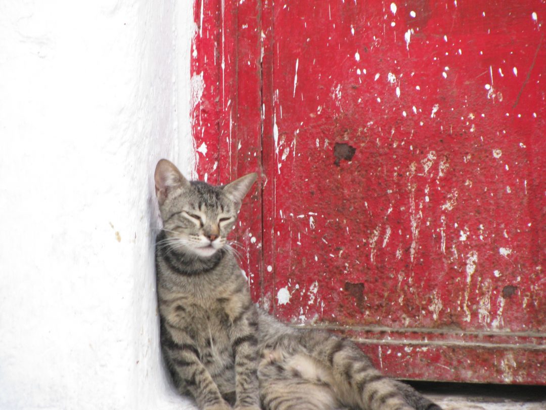 Mysterious cat in Chefchauoen