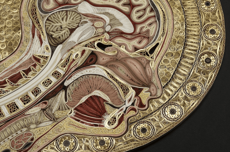 Intricate paper cross sections of human bodies by Lisa Nilsson