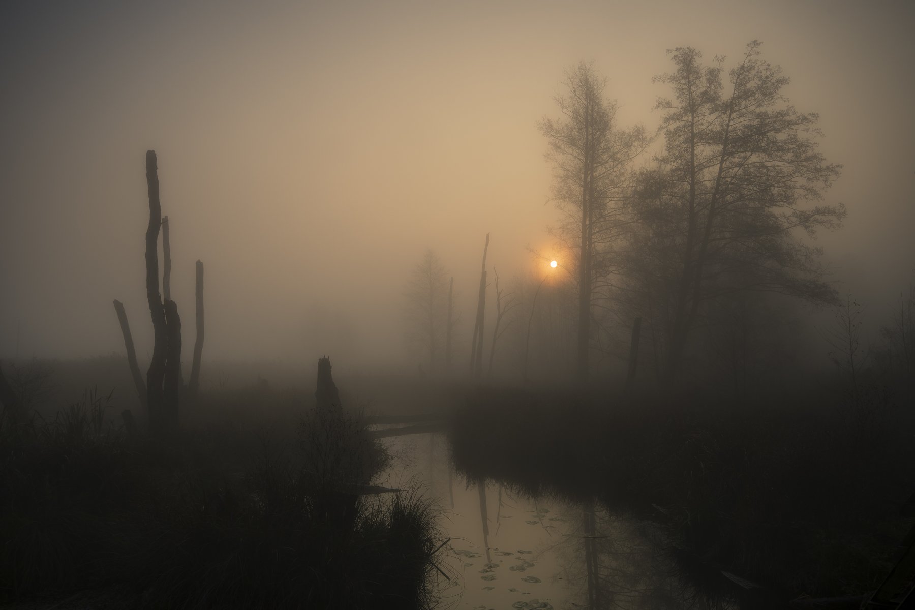 Maori nature ancient