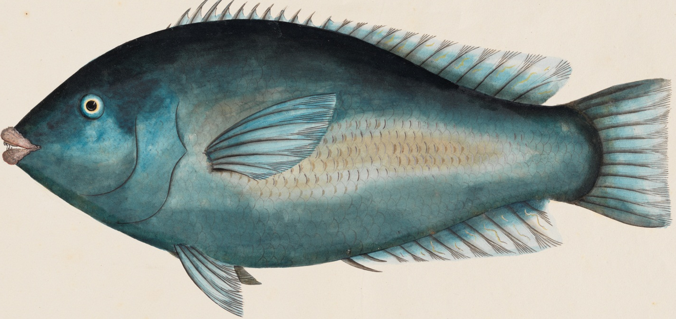 Unseen Art from Australia’s First Fleet http://wp.me/p41CQf-8h