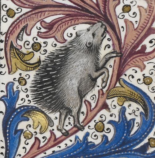 Ancient word of the day: hedgehog