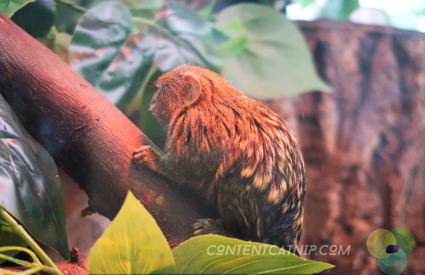 Pygmy marmoset. Warsaw Zoo Copyright Content Catnip 2019