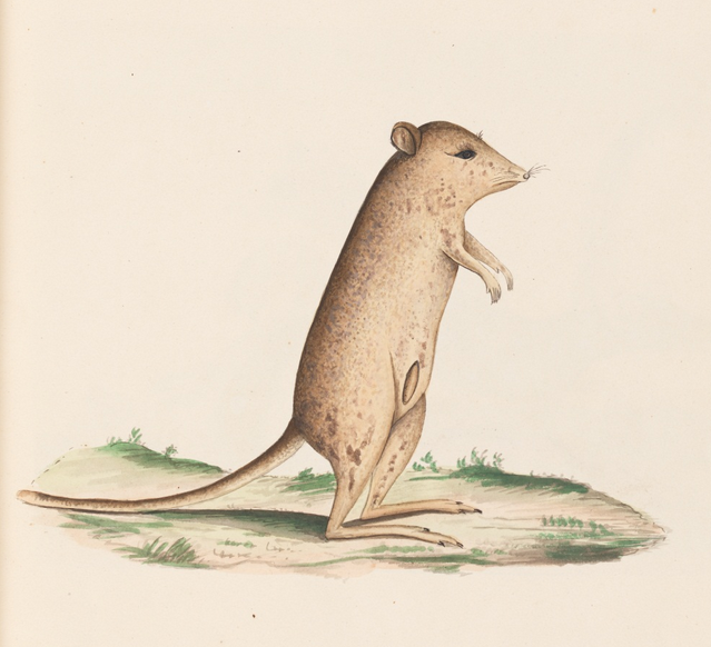 Unseen Art from Australia’s First Fleet http://wp.me/p41CQf-8h