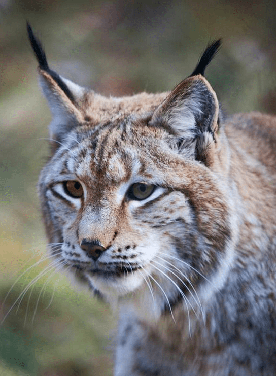 Bring Back The Eurasian Lynx To Britain!