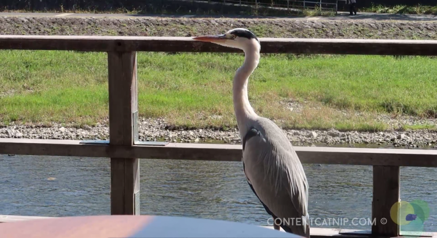 Napoleon appears at a French restaurant along the Kamo river