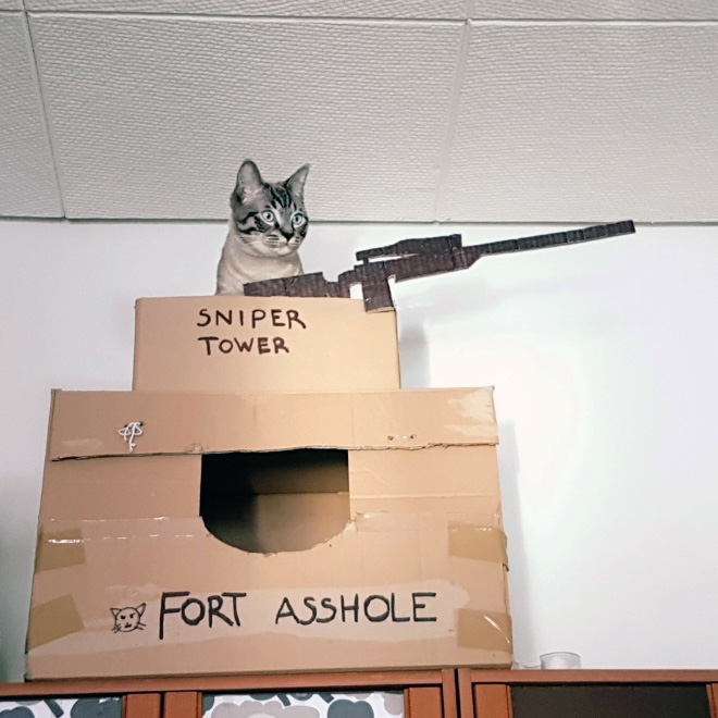 Is your cat a little asshole? Maybe build a fort for him!